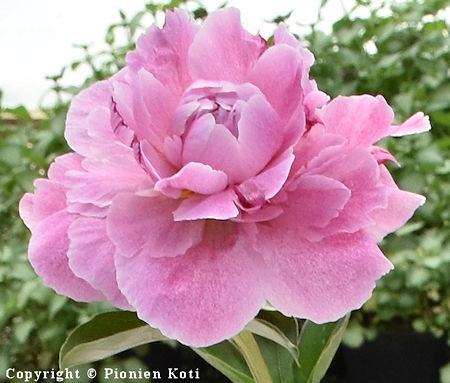 Paeonia lactiflora 'The Fawn', kiinanpioni